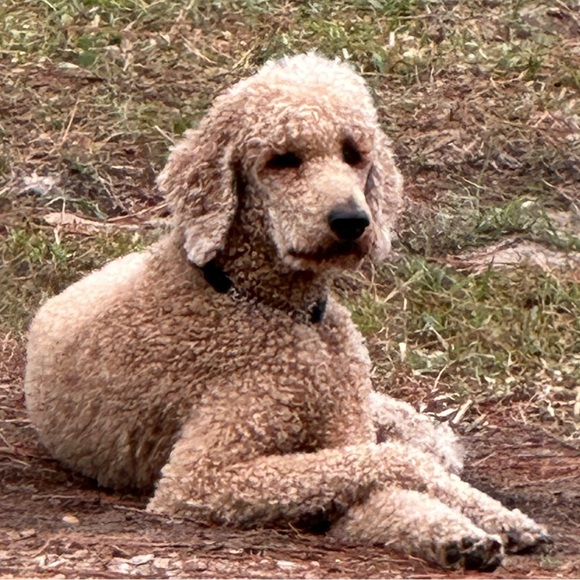 Meet your Posher, Lavandula - Picture 8 of 10